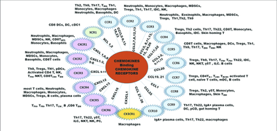 The Biology of CCR8: Signal Transduction and Immune Surveillance