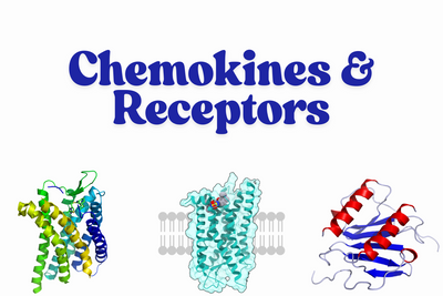 Chemokines and Receptors – Essential Regulators of Immune Response