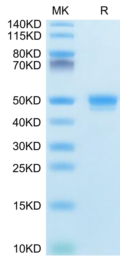 Mouse CD48/SLAMF2 on Tris-Bis PAGE under reduced condition. The purity is greater than 95%.