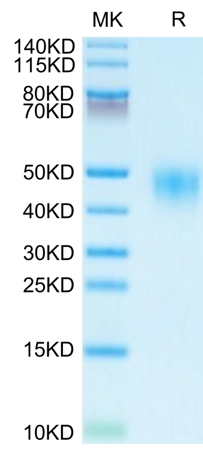 Human CD48 on Tris-Bis PAGE under reduced condition. The purity is greater than 95%.