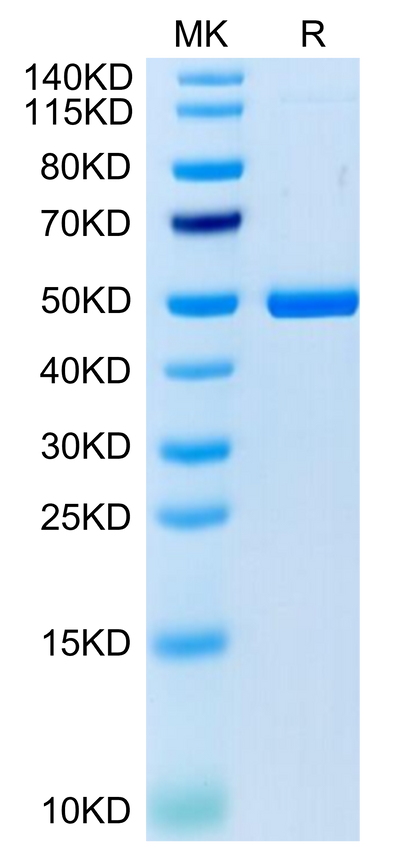 Cynomolgus 4-1BB Ligand on Tris-Bis PAGE under reduced condition. The purity is greater than 95%.