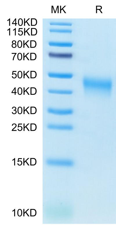 Cynomolgus B7-1 on Tris-Bis PAGE under reduced condition. The purity is greater than 95%.