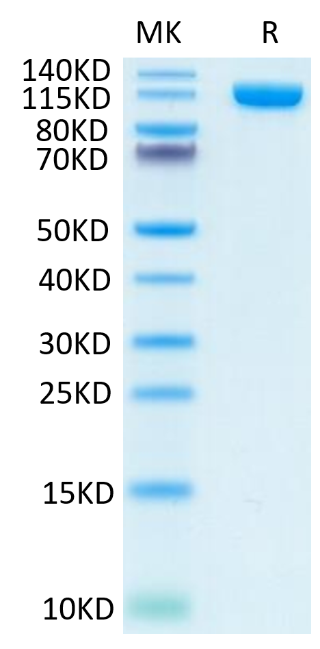 Human PSMA on Tris-Bis PAGE under reduced condition. The purity is greater than 95%.