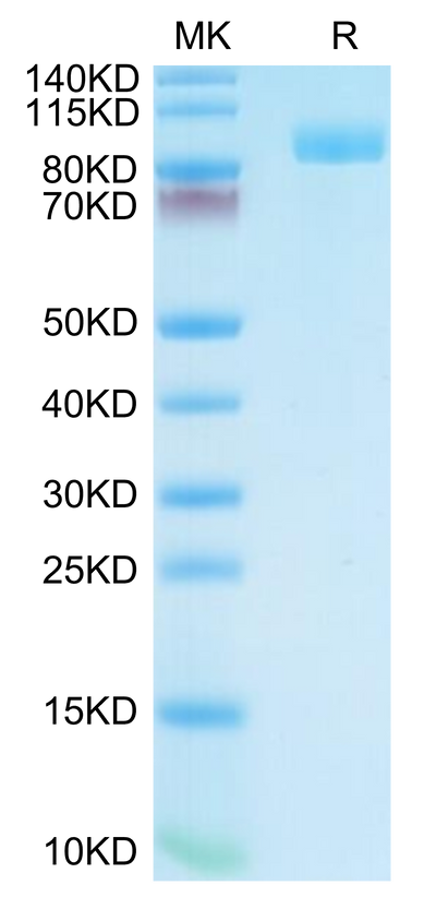 Cynomolgus PSMA on Tris-Bis PAGE under reduced condition. The purity is greater than 95%.