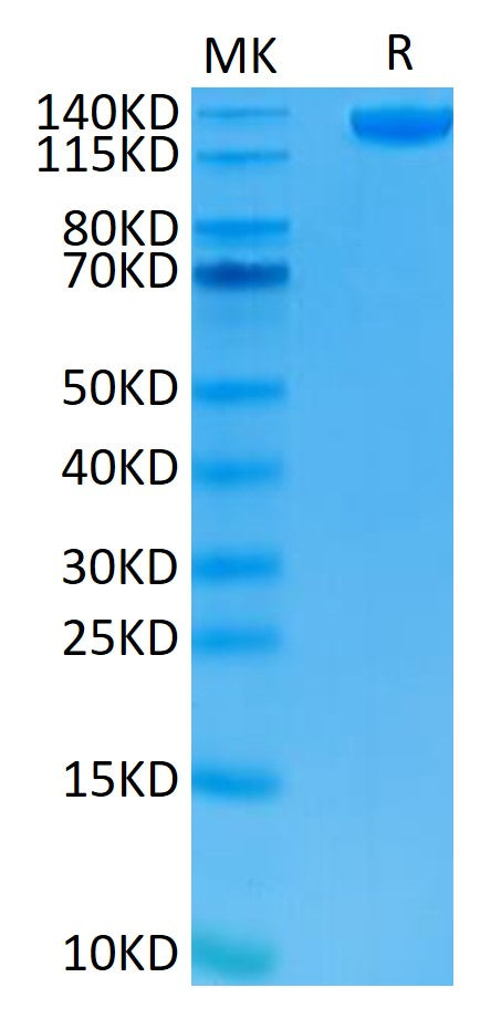 Human Siglec-2 on Tris-Bis PAGE under reduced condition. The purity is greater than 95%.