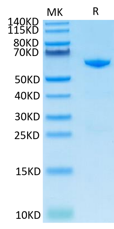 Cynomolgus CD73 on Tris-Bis PAGE under reduced condition. The purity is greater than 95%.