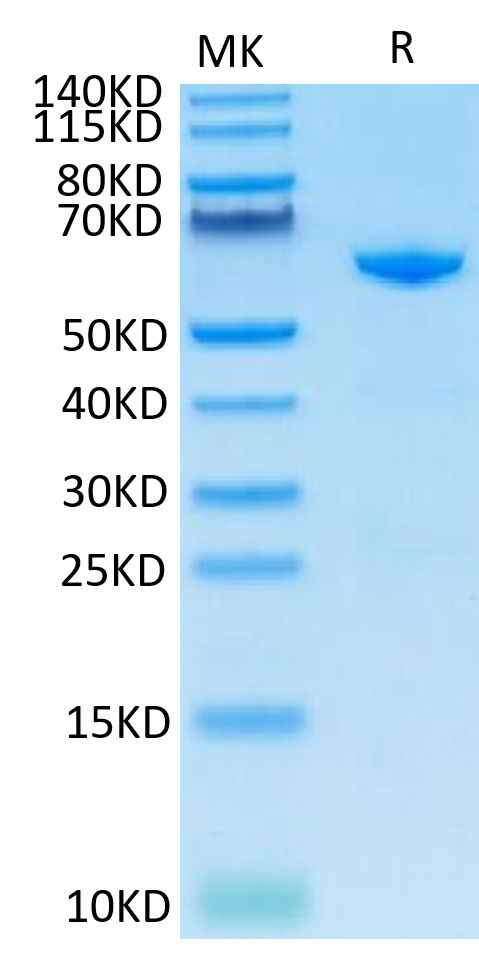 Cynomolgus CD73 on Tris-Bis PAGE under reduced condition. The purity is greater than 95%.