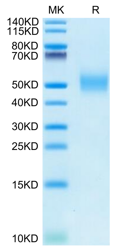 Rhesus macaque CD155/PVR on Tris-Bis PAGE under reduced condition. The purity is greater than 95%.