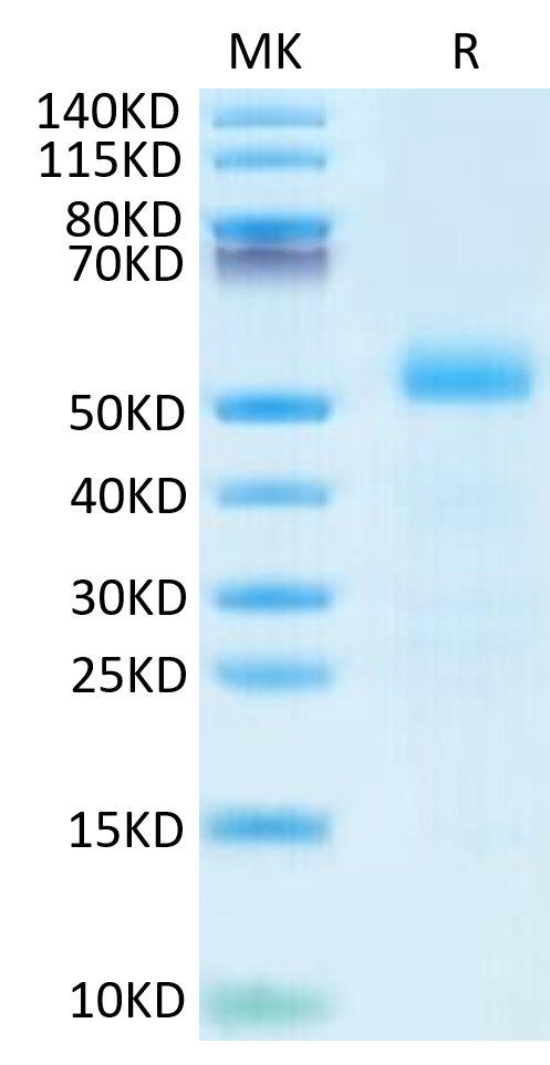 Mouse DLL3 on Tris-Bis PAGE under reduced- condition. The purity is greater than 95%.