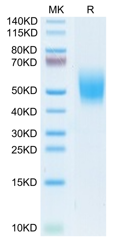 Cynomolgus DNAM-1 on Tris-Bis PAGE under reduced condition. The purity is greater than 95%.