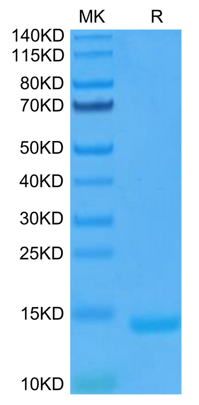 Human GM-CSF on Tris-Bis PAGE under reduced condition. The purity is greater than 95%.