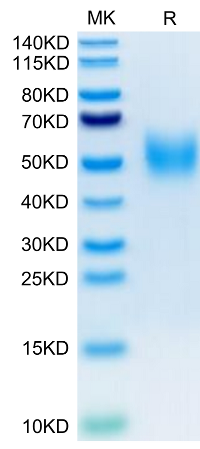 Biotinylated Human 2B4 on Tris-Bis PAGE under reduced condition. The purity is greater than 95%.