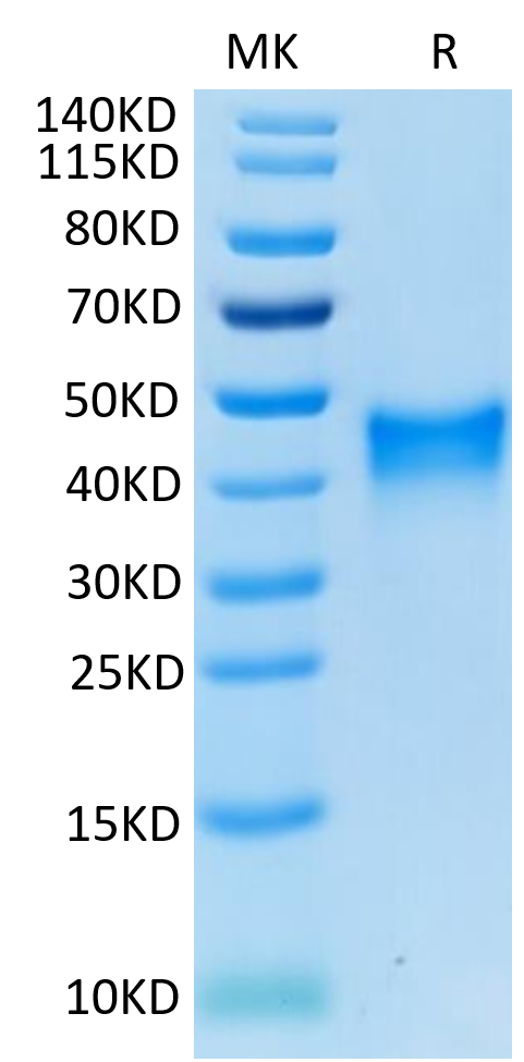 Mouse 4-1BB on Tris-Bis PAGE under reduced condition. The purity is greater than 95%.