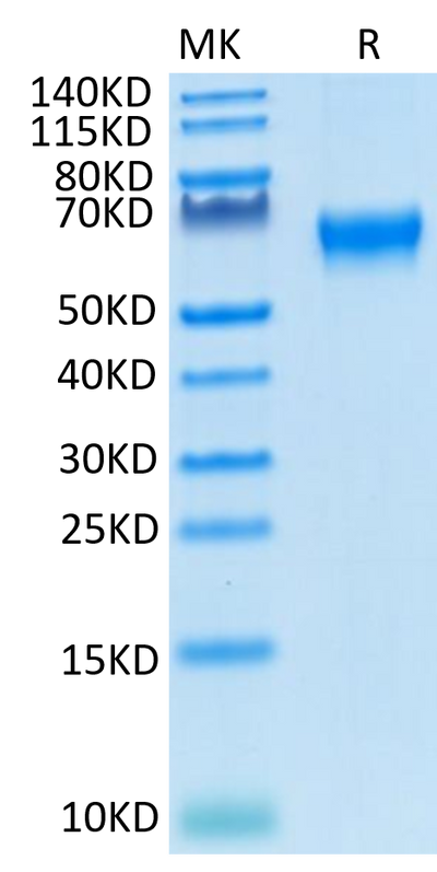 Cynomolgus/Rhesus macaque CD27 on Tris-Bis PAGE under reduced condition. The purity is greater than 95%.