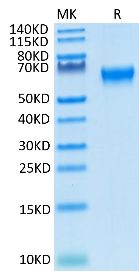 Cynomolgus/Rhesus macaque CD27 on Tris-Bis PAGE under reduced condition. The purity is greater than 95%.