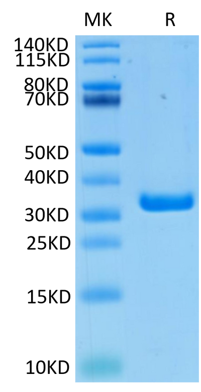 Biotinylated Human FGL1 on Tris-Bis PAGE under reduced condition. The purity is greater than 95%..