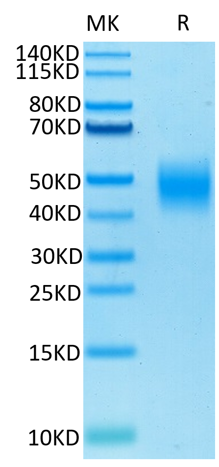 Biotinylated Human SLAMF7 on Tris-Bis PAGE under reduced condition. The purity is greater than 95%.