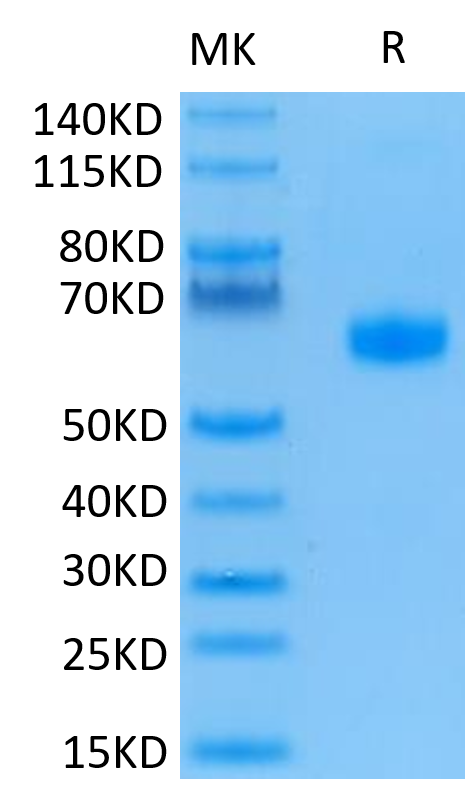 Human BTLA-on Tris-Bis PAGE under reduced condition. The purity is greater than 95%.