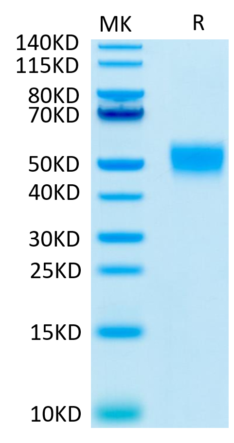 Human CD24 on Tris-Bis PAGE under reduced condition. The purity is greater than 95%.