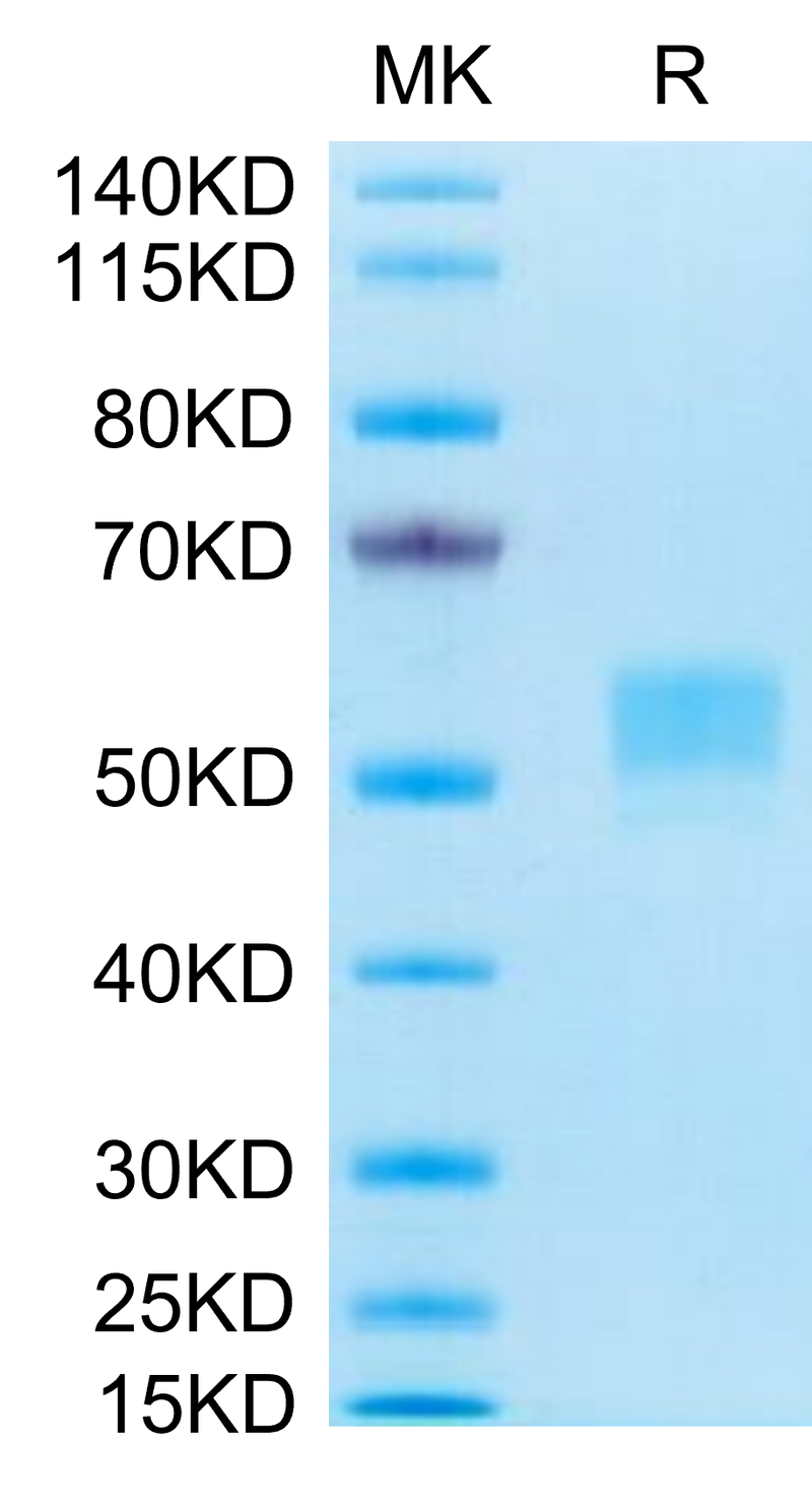 Human CD79B on Tris-Bis PAGE under reduced conditions. The purity is greater than 95%.