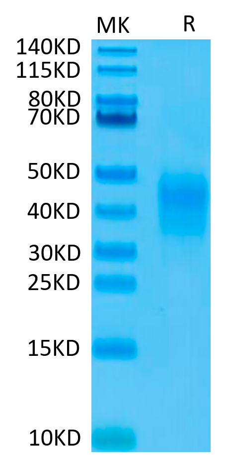 Biotinylated CD79B on Tris-Bis PAGE under reduced condition. The purity is greater than 95%.