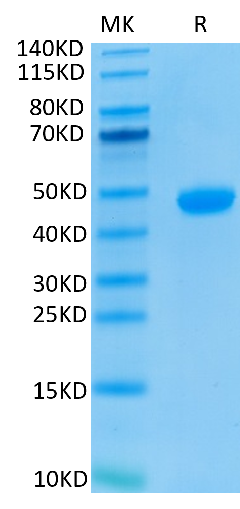 Biotinylated Human Nectin-4 on Tris-Bis PAGE under reduced conditions. The purity is greater than 95%.