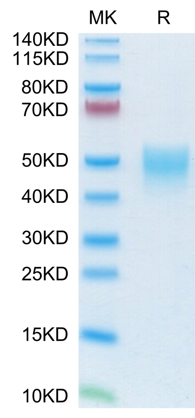 Mouse NKp46 on Tris-Bis PAGE under reduced condition. The purity is greater than 95%.