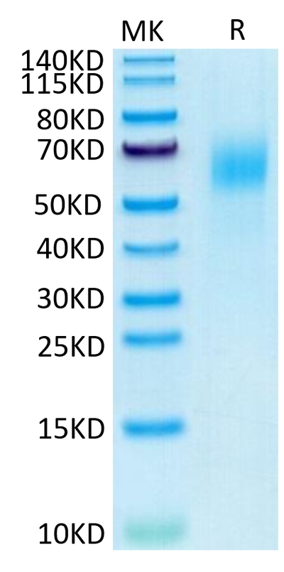 Human IL-13Ra1 on Tris-Bis PAGE under reduced condition. The purity is greater than 95%.