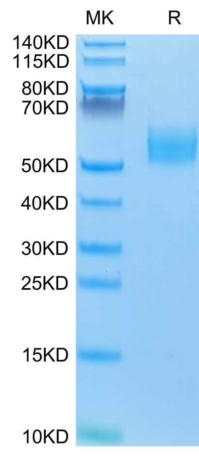 Mouse IL-13Ra1 on Tris-Bis PAGE under reduced conditions. The purity is greater than 95%.