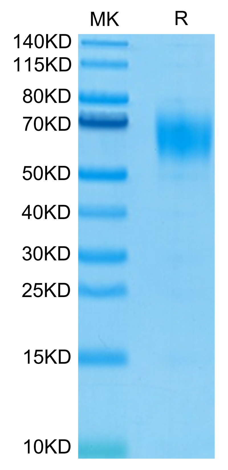 Biotinylated Human IL-13Ra1 on Tris-Bis PAGE under reduced condition. The purity is greater than 95%.