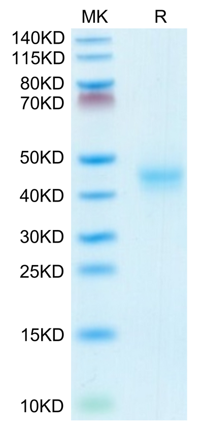 Mouse CD52 on Tris-Bis PAGE under reduced conditions. The purity is greater than 95%.