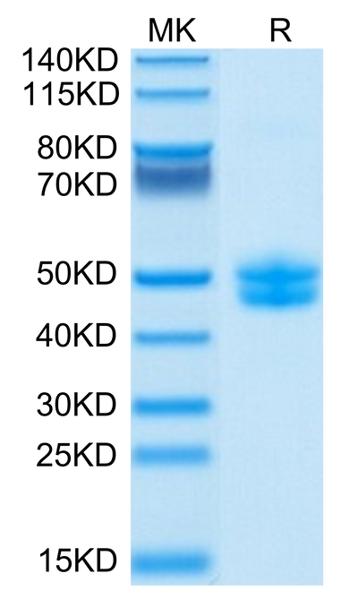 Biotinylated Cynomolgus CD3E&CD3G on Tris-Bis PAGE under reduced conditions. The purity is greater than 95%.