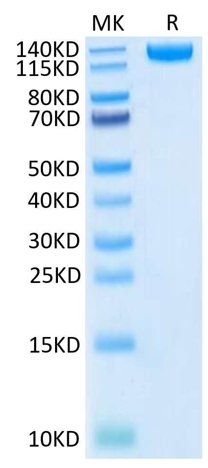 Biotinylated SARS-COV-2 Spike S1 on Tris-Bis PAGE under reduced condition. The purity is greater than 95%.