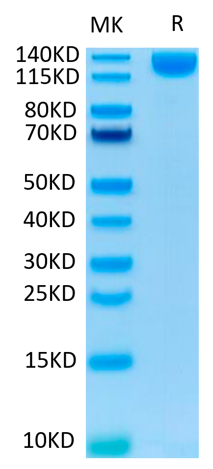 SARS-COV-2 Spike S1 on Tris-Bis PAGE under reduced condition. The purity is greater than 95%.