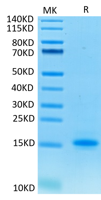 Cynomolgus CD3E on Tris-Bis PAGE under reduced condition. The purity is greater than 95%.