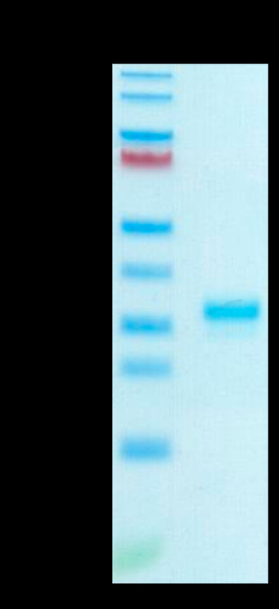 Human IgG1 Fc on Tris-Bis PAGE under reduced condition. The purity is greater than 95%.