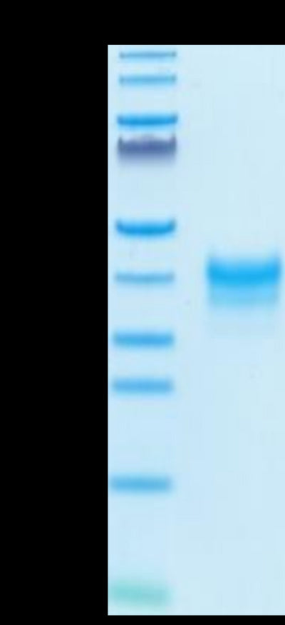 Cynomolgus/Rhesus macaque FOLR1 on Tris-Bis PAGE under reduced condition. The purity is greater than 95%.