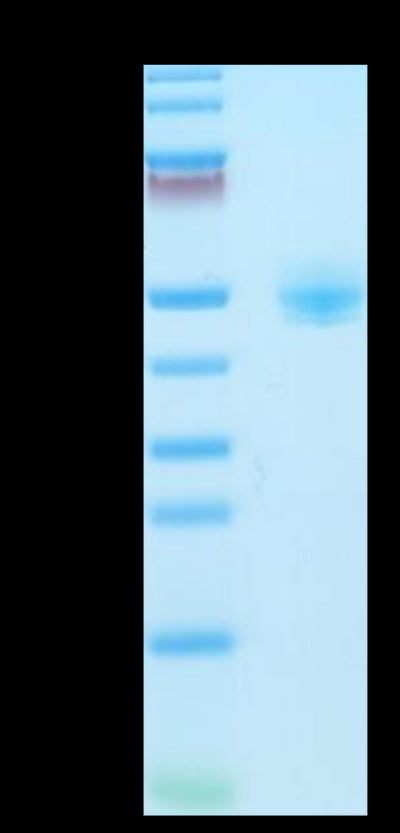 Rhesus macaque CD4 on Tris-Bis PAGE under reduced condition. The purity is greater than 95%.