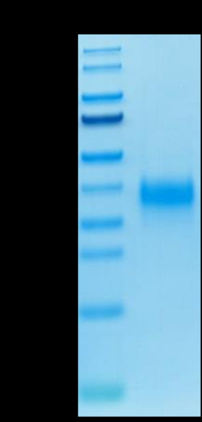 Biotinylated Human CD94 on Tris-Bis PAGE under reduced conditions. The purity is greater than 95%.