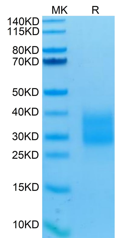 Human NKp30 on Tris-Bis PAGE under reduced conditions. The purity is greater than 95%.