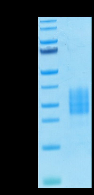 Biotinylated Human NKp30 on Tris-Bis PAGE under reduced condition. The purity is greater than 95%.