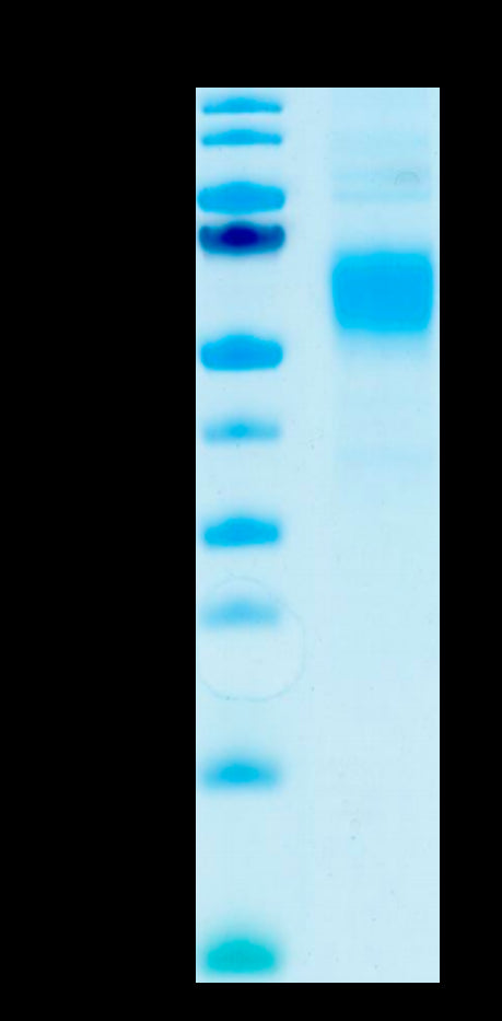 Human Fc gamma RI on Tris-Bis PAGE under reduced condition. The purity is greater than 95%.