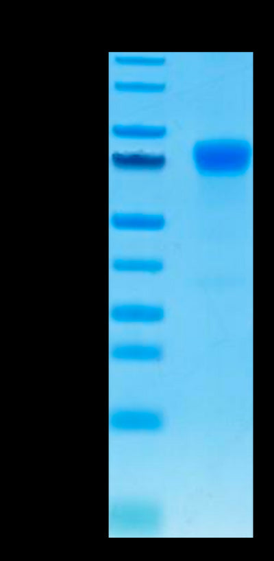 Human PD-L1 on Tris-Bis PAGE under reduced condition. The purity is greater than 95%.