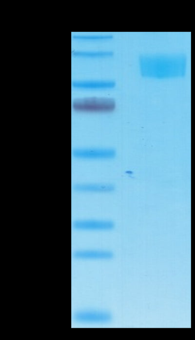 Cynomolgus ACE2 on Tris-Bis PAGE under reduced condition. The purity is greater than 95%.