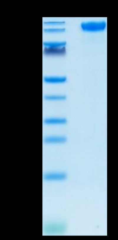 SARS-COV-2 Spike S1 on Tris-Bis PAGE under reduced condition. The purity is greater than 95%.