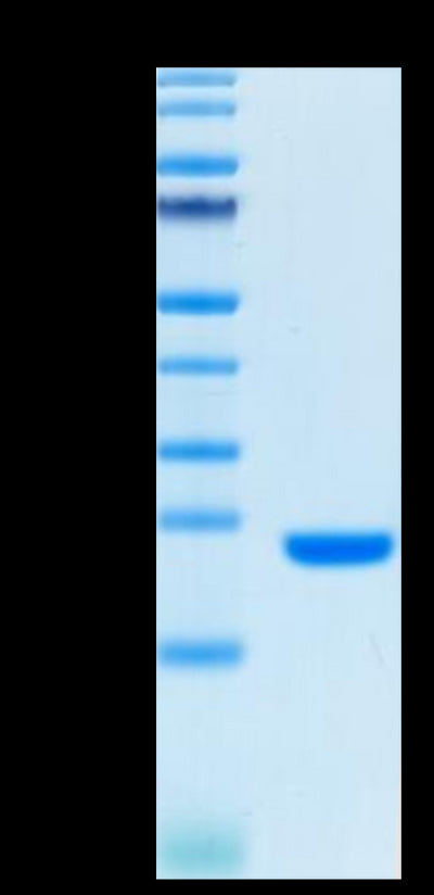 Biotinylated Human FGF10 on Tris-Bis PAGE under reduced condition. The purity is greater than 95%.