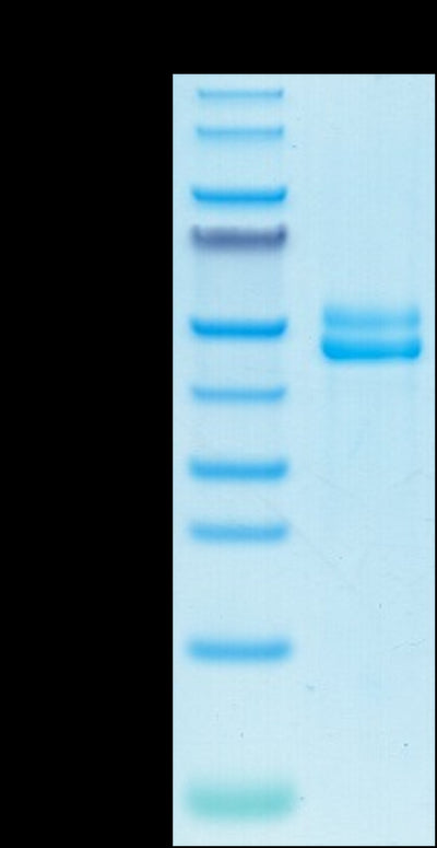 Biotinylated CD3E&CD3G on Tris-Bis PAGE under reduced condition. The purity is greater than 95%.