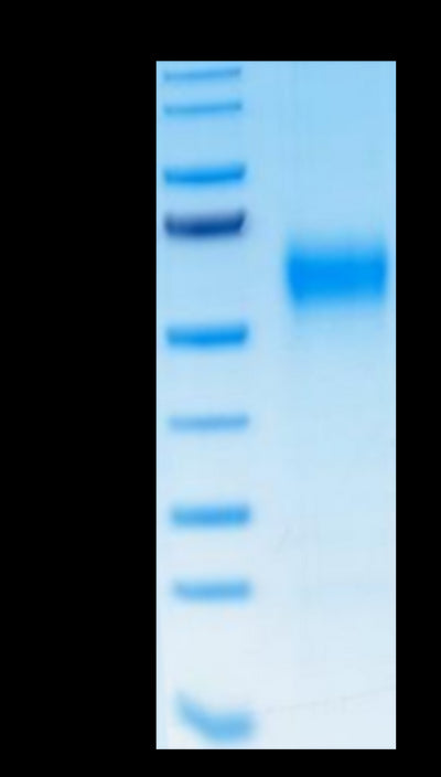 Human IL-1R3 on Tris-Bis PAGE under reduced condition. The purity is greater than 95%.