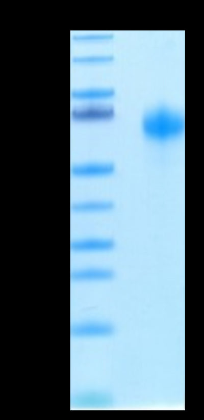 Biotinylated Human IL-1R3 on Tris-Bis PAGE under reduced condition. The purity is greater than 95%.