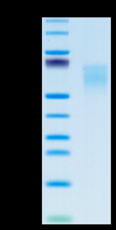 Human B7-2 on Tris-Bis PAGE under reduced condition. The purity is greater than 95%.